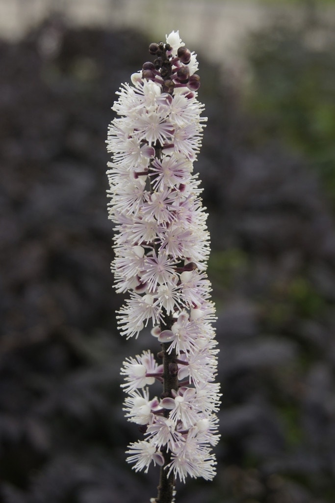 Zilverkaars (Actaea simplex 'Pink Spike')