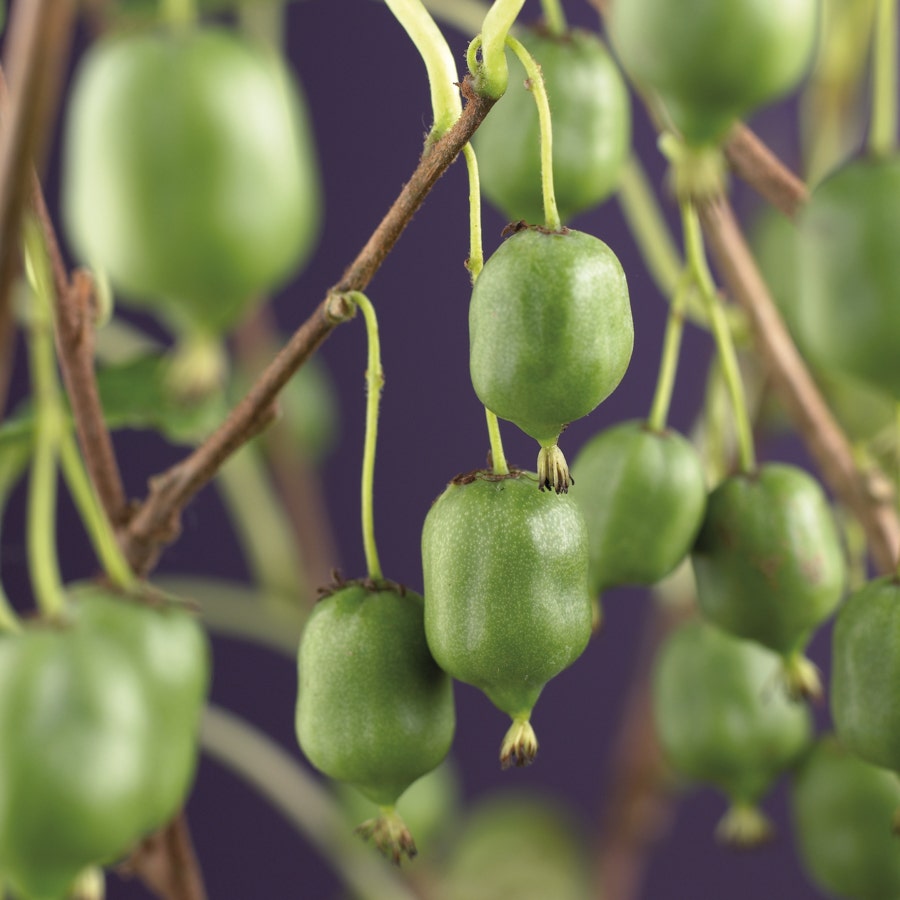 Kiwiplant (Actinidia arguta 'Issai')