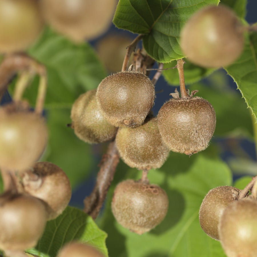 Kiwi (Actinidia deliciosa 'Hayward')