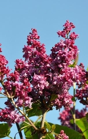 Sering (Syringa vulgaris 'Adelaide Dunbar')