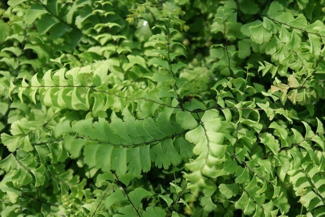 Vrouwenhaar (Adiantum pedatum 'Imbricatum')