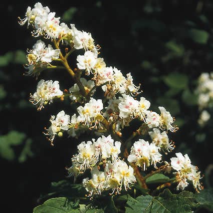 Witte paardenkastanje (Aesculus hippocastanum)