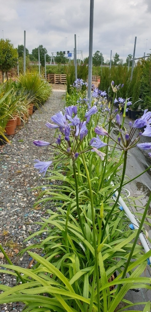 Afrikaanse lelie (Agapanthus 'Blue Storm')