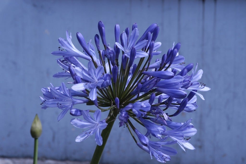 Afrikaanse lelie (Agapanthus 'Ever Sapphire')