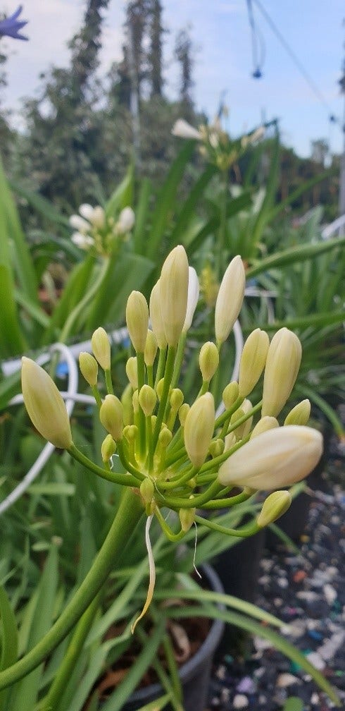 Afrikaanse lelie (Agapanthus umbellatus 'Albus')