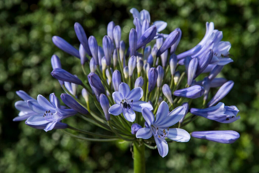 Afrikaanse lelie (Agapanthus 'Dr. Brouwer' bloembol)