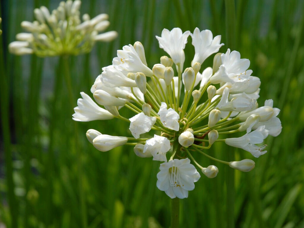 Afrikaanse lelie (Agapanthus 'Duivenbrugge White')