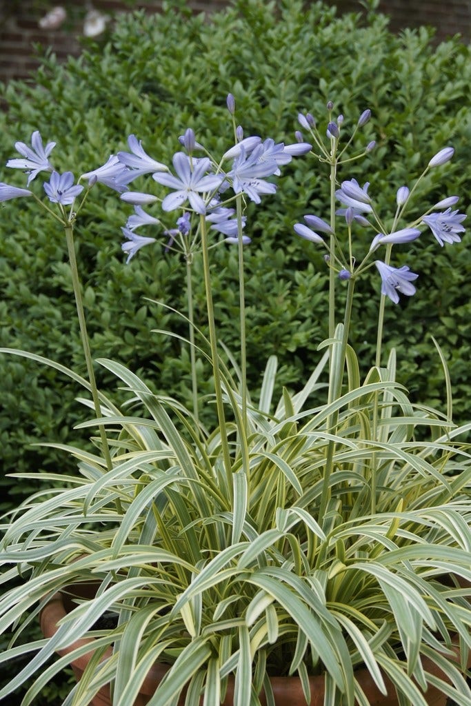 Afrikaanse lelie (Agapanthus 'Golden Drop')