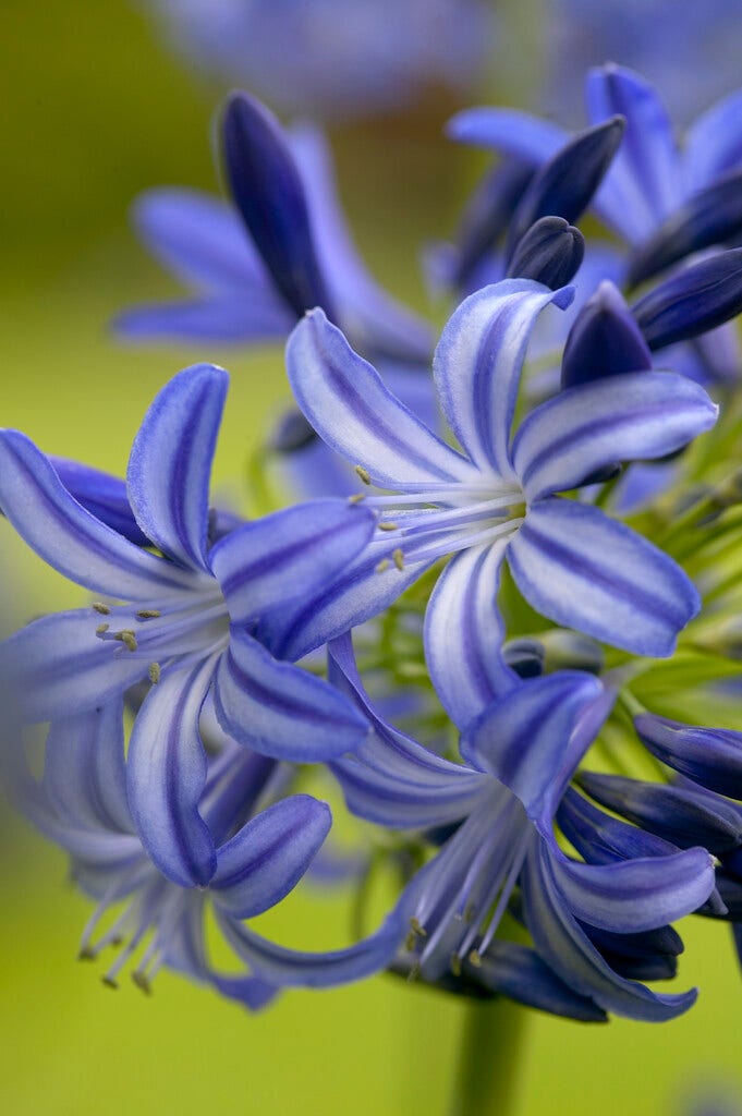 Afrikaanse lelie (Agapanthus 'Northern Star')