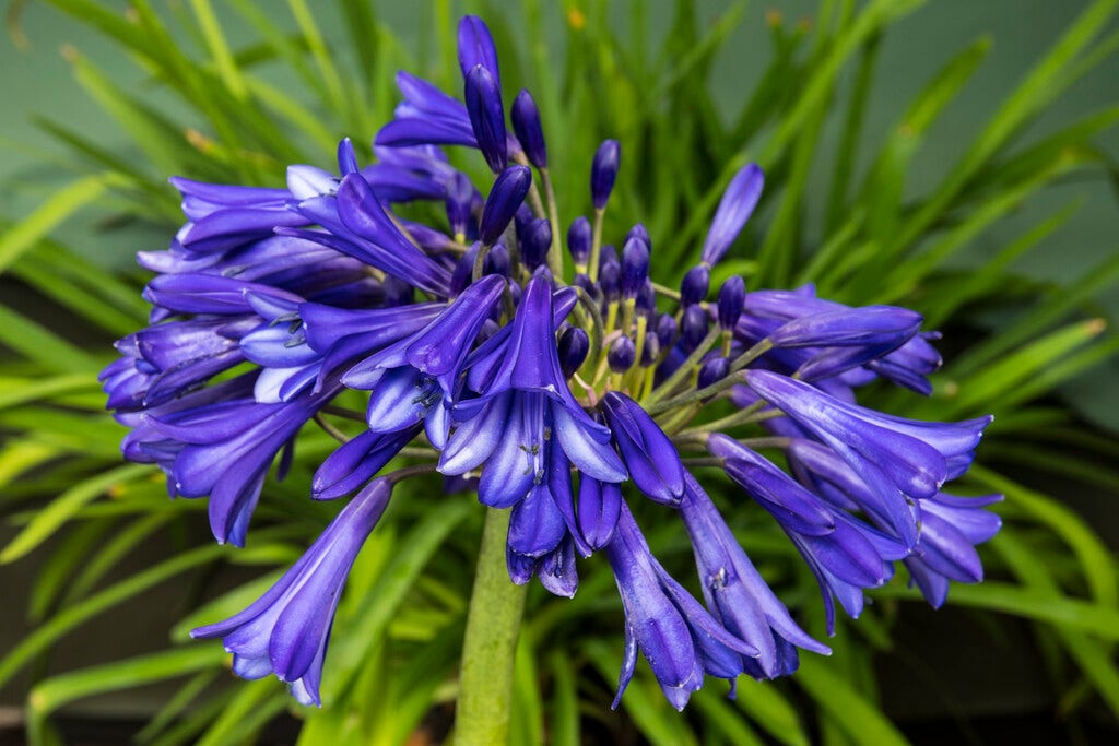 Afrikaanse lelie (Agapanthus 'Purple Cloud')