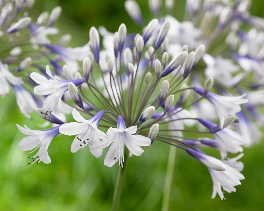 Afrikaanse lelie (Agapanthus 'Twister')