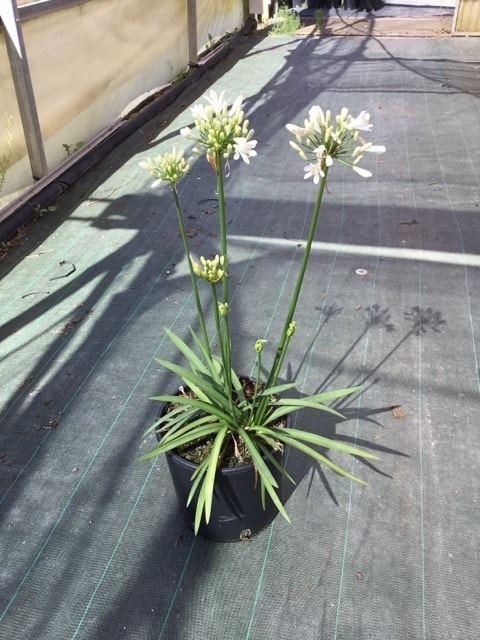 Afrikaanse lelie (Agapanthus 'White Storm')