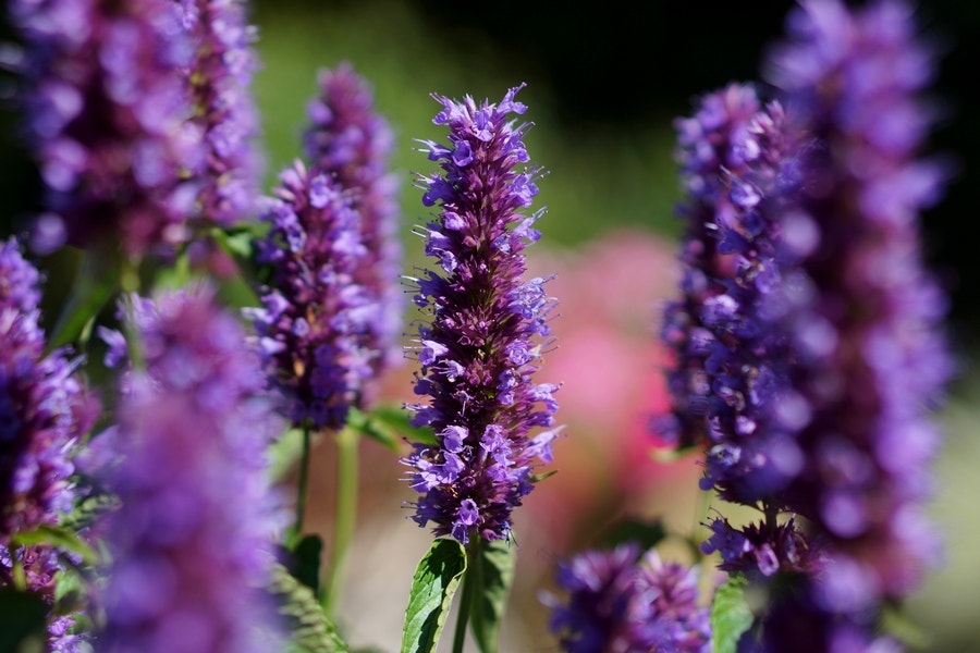 Dropplant (Agastache 'Beelicious Purple')