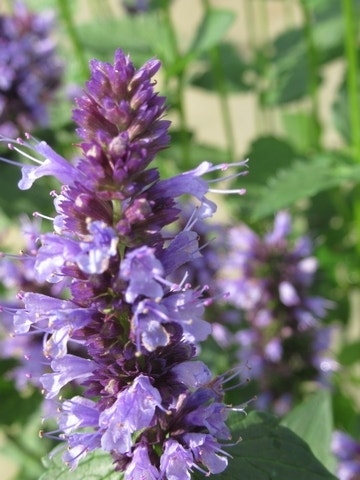 Droppplant (Agastache 'Black Adder')