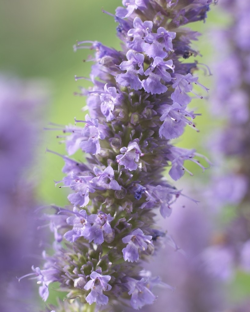 Dropplant  (Agastache 'Blue Fortune')