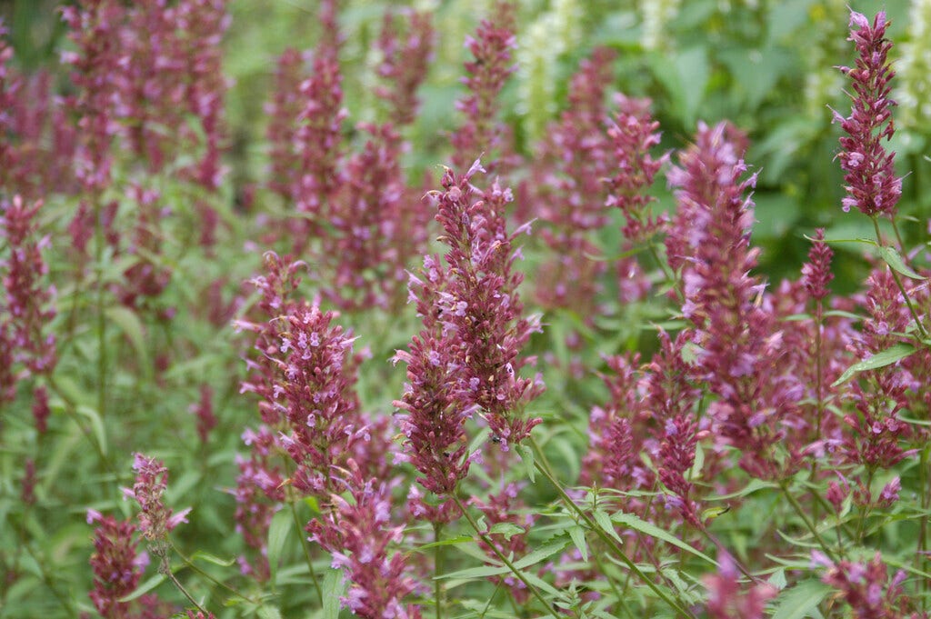 Dropplant (Agastache 'Linda')