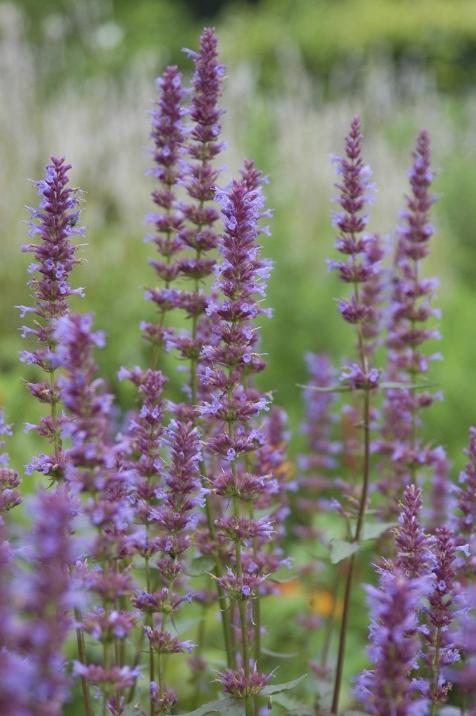 Dropplant (Agastache rugosa)