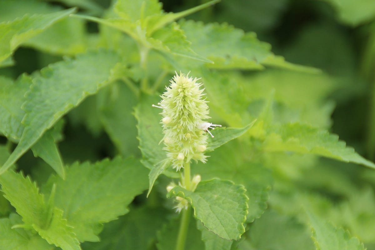 Dropplant (Agastache rugosa 'Alabaster')