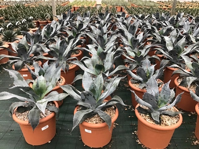 Winterharde Agave (Agave colorata 'Supreme')