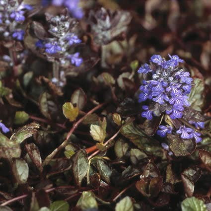 Zenegroen (Ajuga reptans 'Atropurpurea')