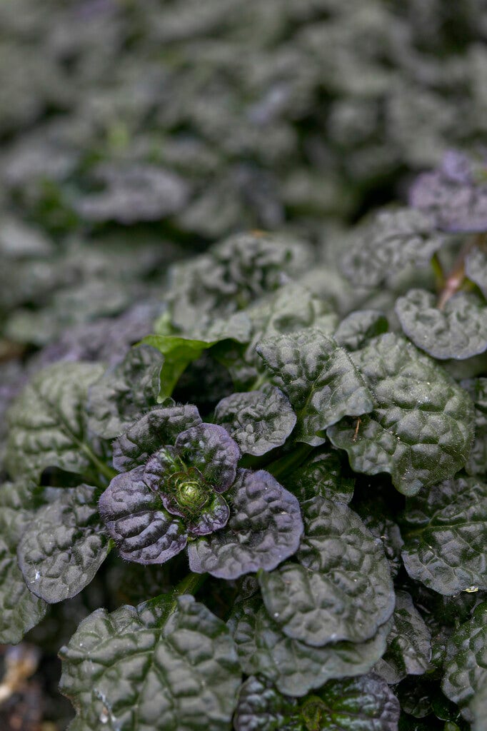 Zenegroen (Ajuga pyramidalis 'Metallica Crispa')