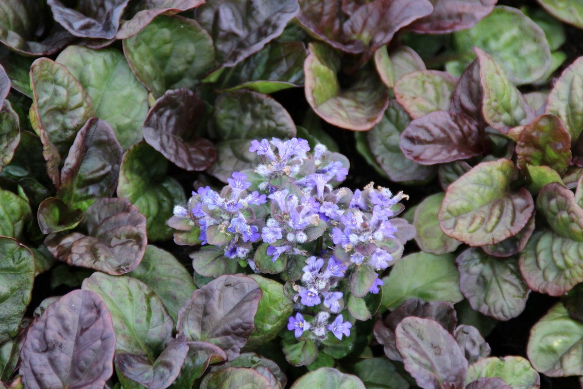 Zenegroen (Ajuga reptans 'Catlin's Giant')