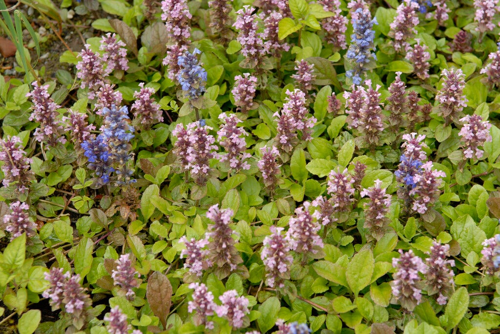 Zenegroen (Ajuga reptans 'Rosea')