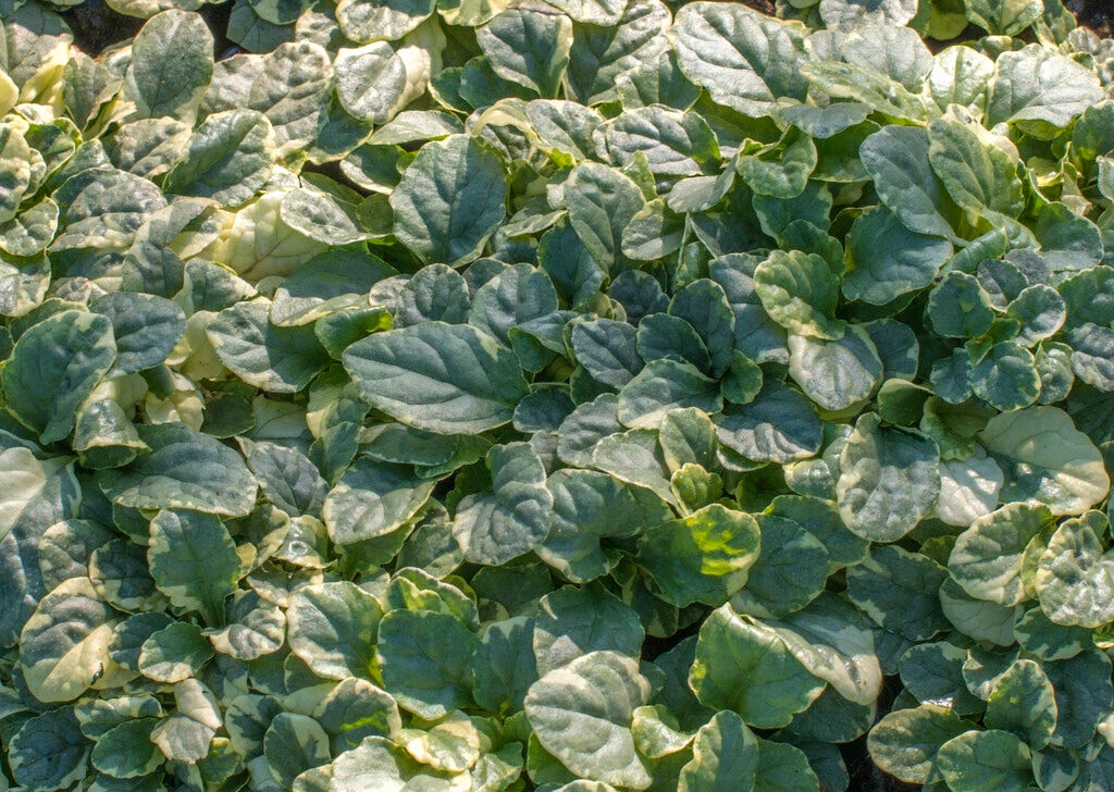 Zenegroen (Ajuga reptans 'Variegata')