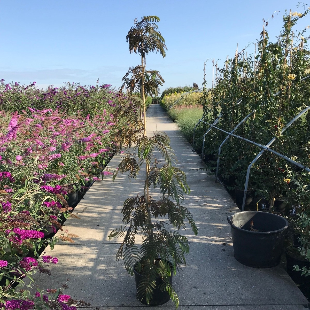 Perzische slaapboom (Albizia 'Chocolate Fountain')