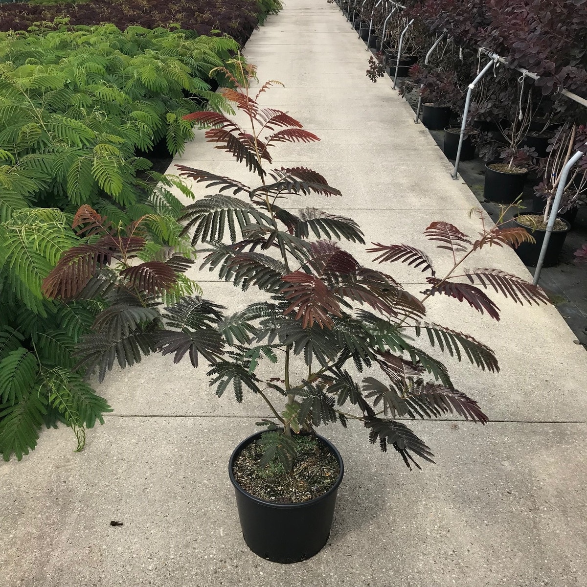 Albizia als struik (Albizia julibrissin ‘Evey’s Pride’)