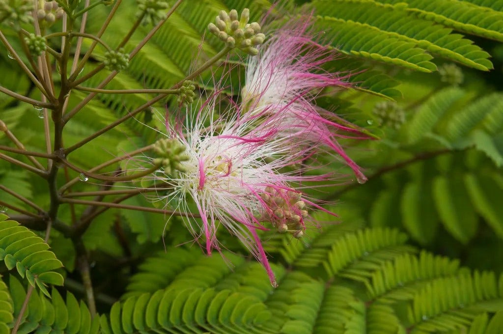 Perzische Slaapboom als struik (Albizia julibrissin)