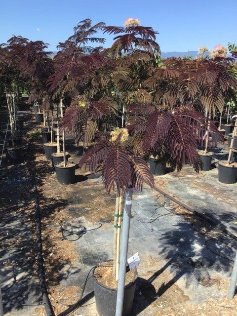 Perzische slaapboom als halfstam (Albizia 'Summer Chocolate')