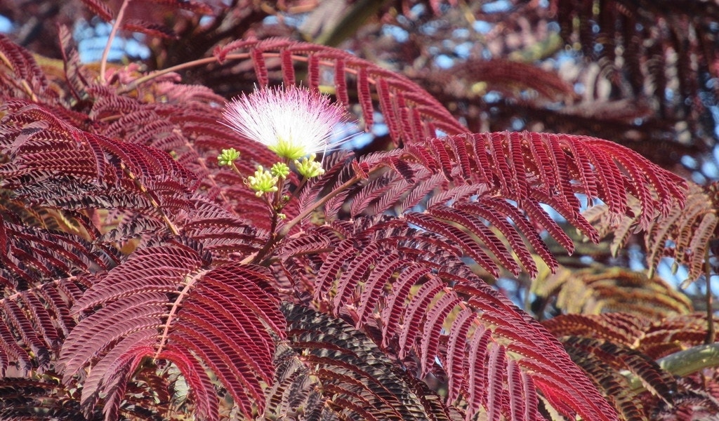 Perzische Slaapboom als boom (Albizia julibrissin 'Summer Chocolate')