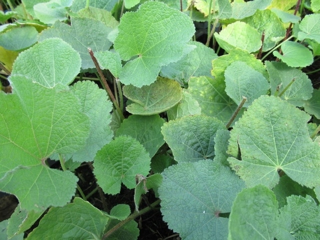 Stokroos (Alcea ficifolia)