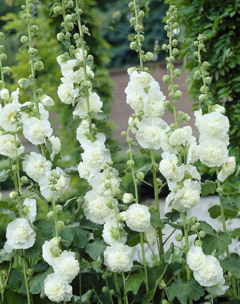 Stokroos (Alcea rosea 'Charters Double Weiss')