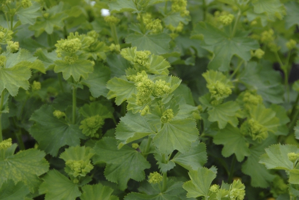 Vrouwenmantel (Alchemilla epipsila)