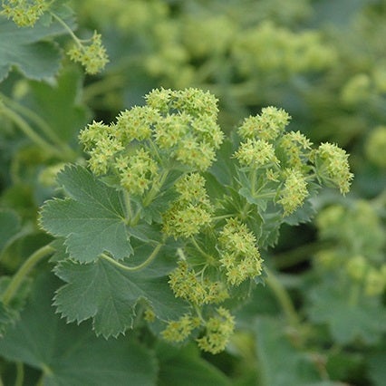 Vrouwenmantel (Alchemilla sericata 'Gold Strike')