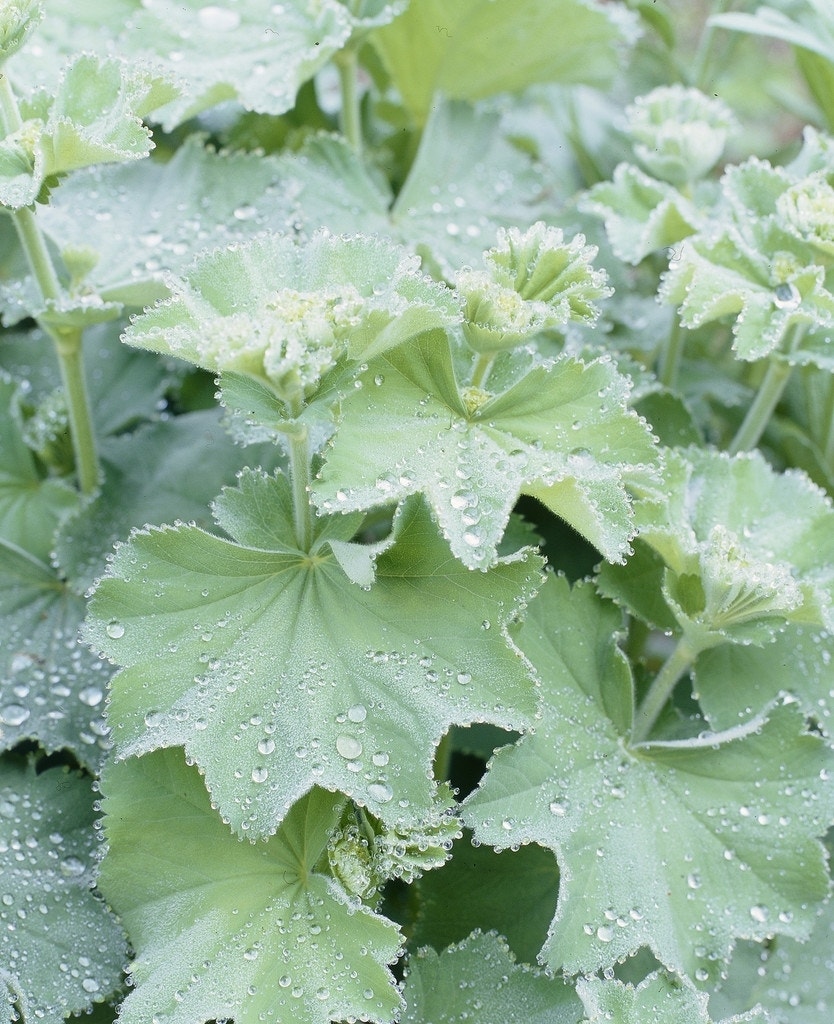 Vrouwenmantel (Alchemilla mollis)