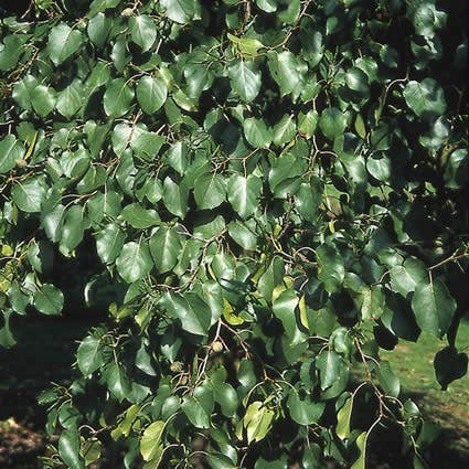 Hartbladige Els, bosplantsoen (Alnus cordata)