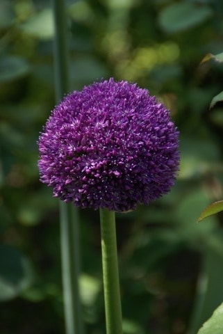 Sierui (Allium 'Ambassador'®)