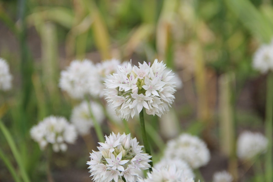 Sierui (Allium amplectens 'Graceful Beauty')