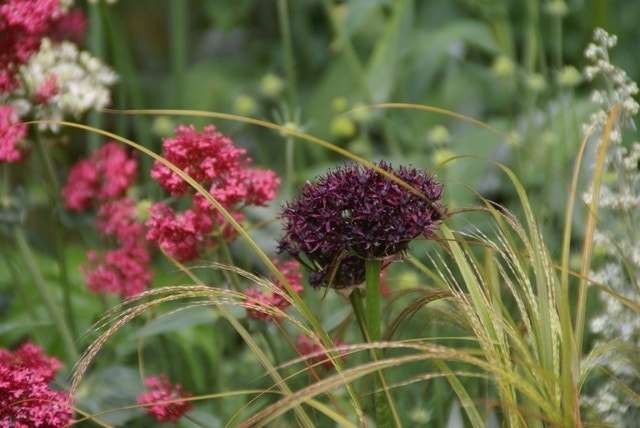 Sierui (Allium atropurpureum)