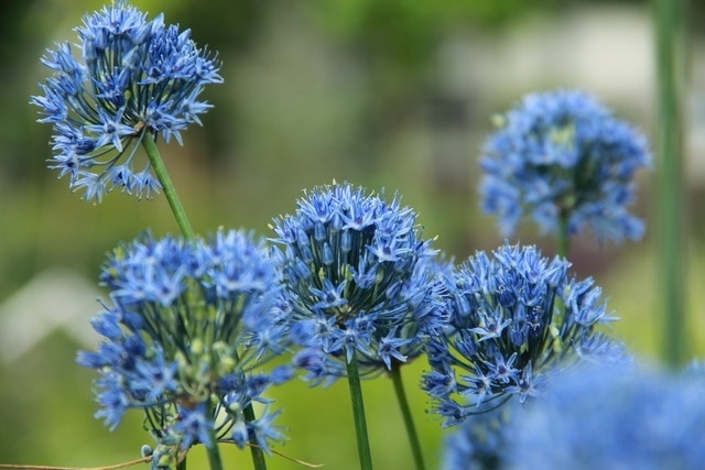 Sierui (Allium caeruleum)