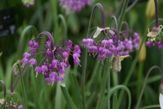 Sierui (Allium cernuum)