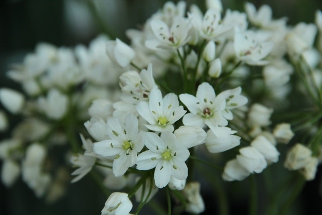 Sierui (Allium Cowanii)