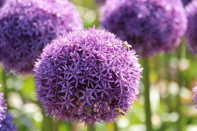 Sierui (Allium 'Globemaster'®)