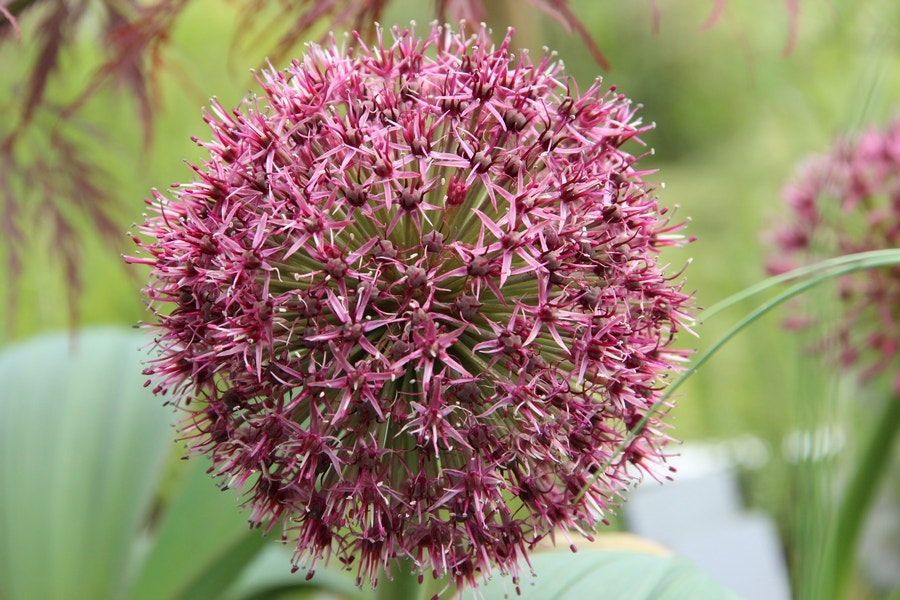 Sierui (Allium karataviense 'Red Giant')