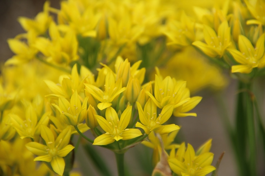 Sierui (Allium moly)