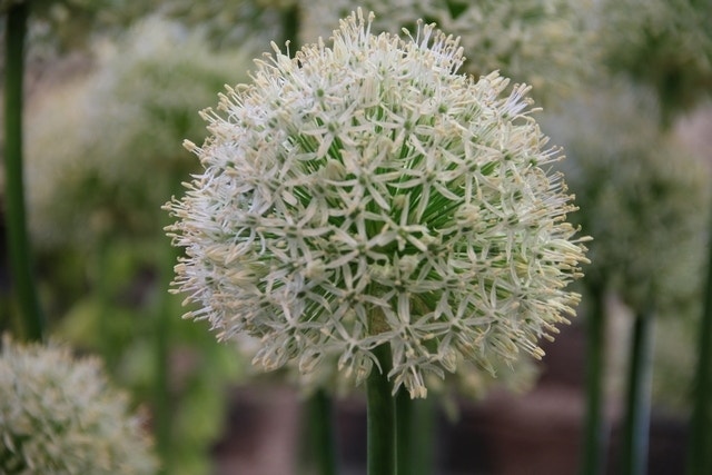 Sierui (Allium 'Mount Everest')