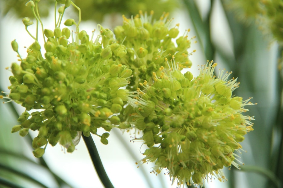 Sierui (Allium obliquum)